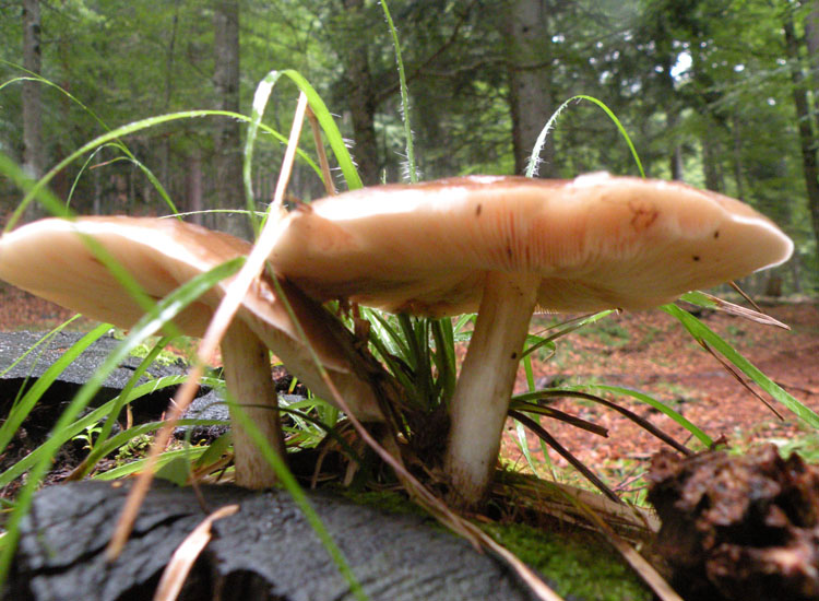 Pluteus cervinus?